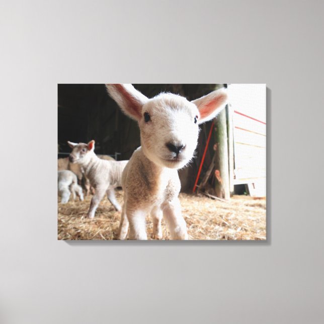 Cutest Baby Animals | Cute Lamb in a Farm Canvas Print (Front)