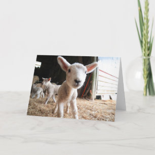 Cutest Baby Animals   Cute Lamb in a Farm Card