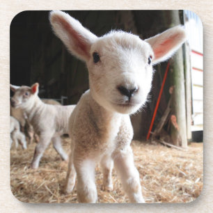 Cutest Baby Animals   Cute Lamb in a Farm Coaster