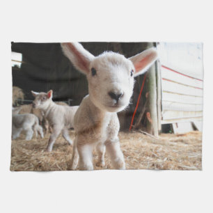 Cutest Baby Animals Cute Lamb in a Farm Kitchen Towel