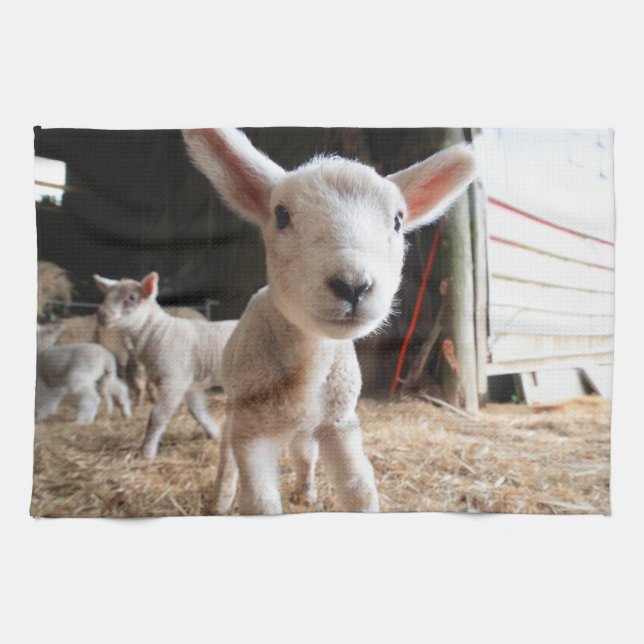 Cutest Baby Animals | Cute Lamb in a Farm Kitchen Towel (Horizontal)