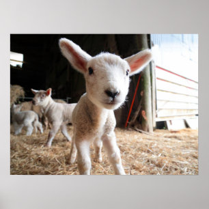 Cutest Baby Animals   Cute Lamb in a Farm Poster