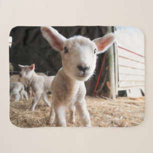 Cutest Baby Animals   Cute Lamb in a Farm Sherpa Blanket
