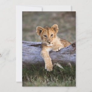 Cutest Baby Animals Cute Lion Cub Thank You Card