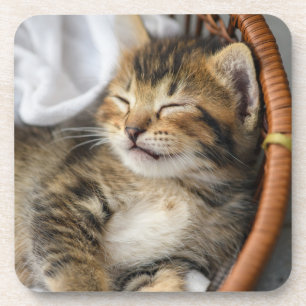 Cutest Baby Animals   Cute Tabby Cat Sleeping Coaster