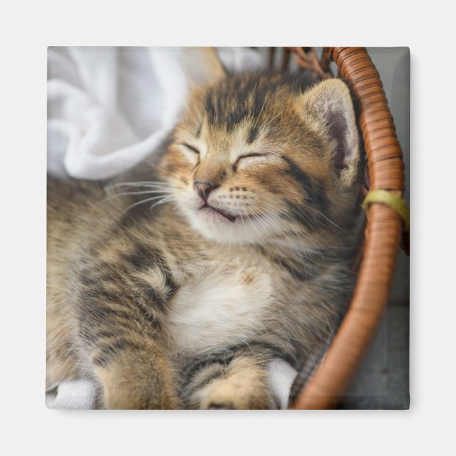 Cutest Baby Animals | Cute Tabby Cat Sleeping Magnet (Front)
