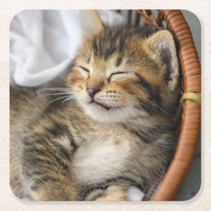 Cutest Baby Animals   Cute Tabby Cat Sleeping Square Paper Coaster