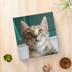 Cutest Baby Animals Cute Tabby Kitten Binder