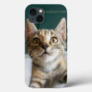 Cutest Baby Animals   Cute Tabby Kitten iPhone 13 Case