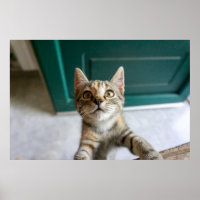 Cutest Baby Animals | Cute Tabby Kitten
