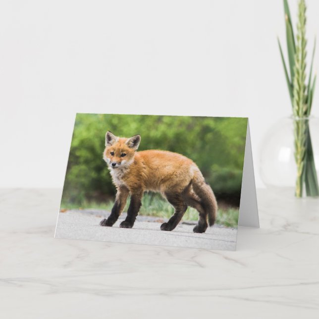 Cutest Baby Animals | Cutey Fox Card (Front)