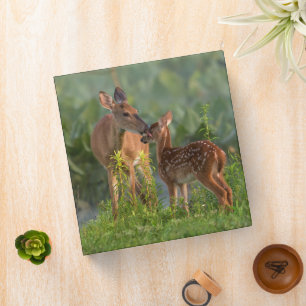 Cutest Baby Animals   Deer and Baby Binder
