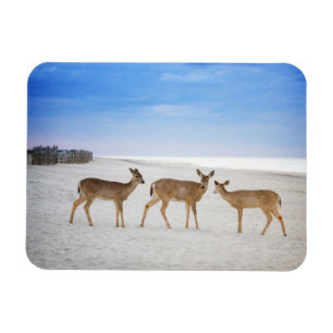 Cutest Baby Animals   Deer at the Beach Magnet