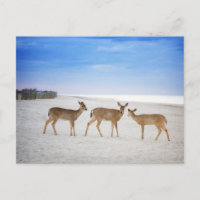 Cutest Baby Animals | Deer at the Beach