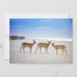 Cutest Baby Animals   Deer at the Beach Thank You Card