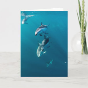 Cutest Baby Animals   Dolphin Family Card