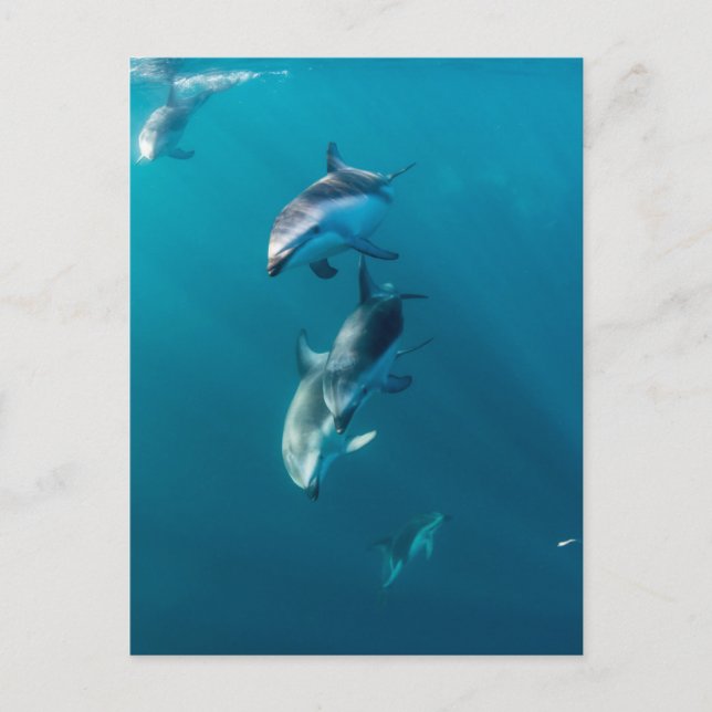 Cutest Baby Animals | Dolphin Family Postcard (Front)