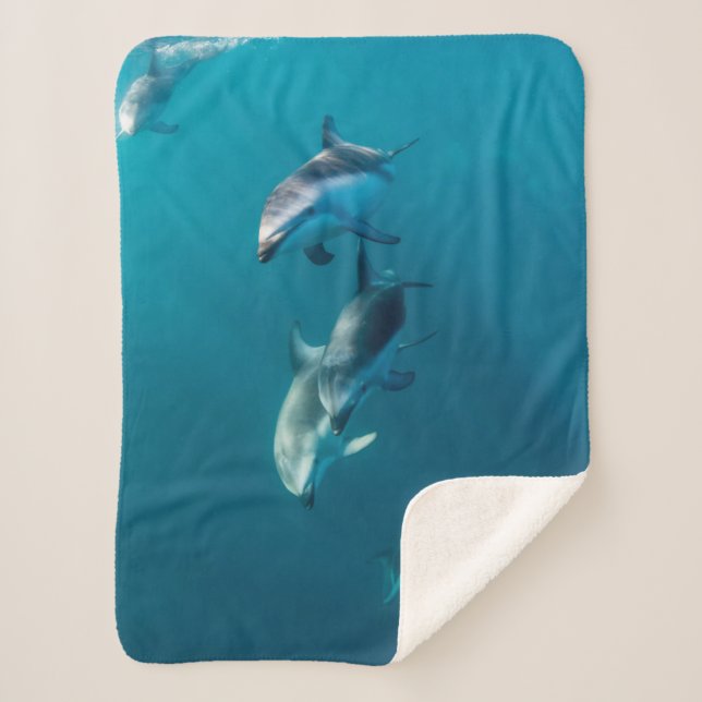 Cutest Baby Animals | Dolphin Family Sherpa Blanket (Front)