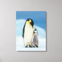 Cutest Baby Animals | Emperor Penguin Chick