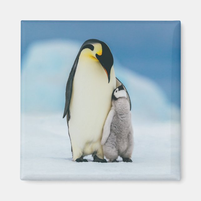 Cutest Baby Animals | Emperor Penguin Chick Magnet (Front)