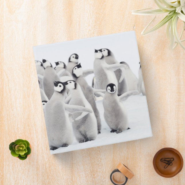 Cutest Baby Animals | Emperor Penguin Chicks Binder (In Situ)