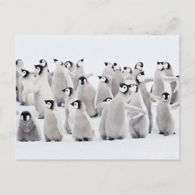 Cutest Baby Animals | Emperor Penguin Chicks Postcard (Front)