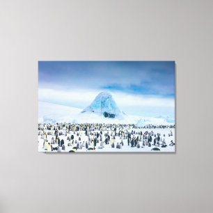 Cutest Baby Animals Emperor Penguin Colony Canvas Print