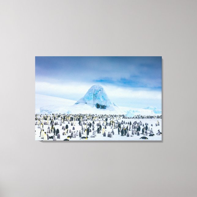 Cutest Baby Animals | Emperor Penguin Colony Canvas Print (Front)