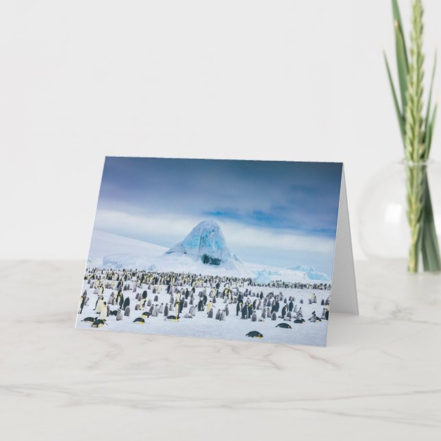 Cutest Baby Animals | Emperor Penguin Colony Card (Front)
