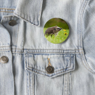 Cutest Baby Animals   European Hedgehog 2 Inch Round Button
