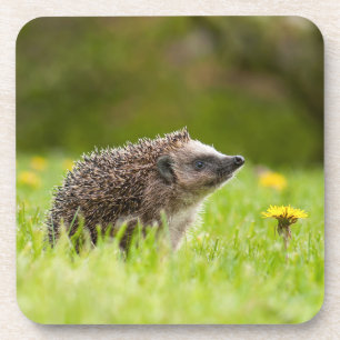 Cutest Baby Animals   European Hedgehog Coaster