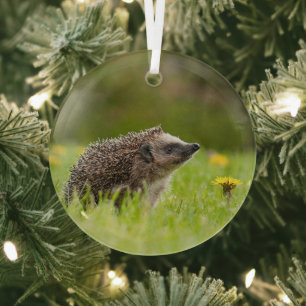 Cutest Baby Animals   European Hedgehog Glass Ornament