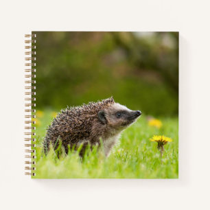 Cutest Baby Animals European Hedgehog Notebook