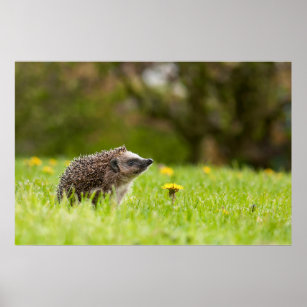 Cutest Baby Animals   European Hedgehog Poster