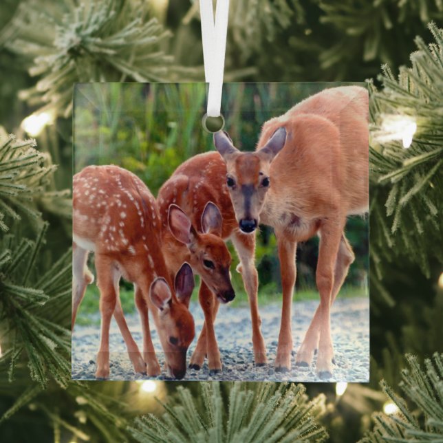 Cutest Baby Animals | Fawn with Babies Glass Ornament (Insitu)