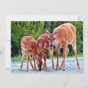 Cutest Baby Animals   Fawn with Babies Thank You Card