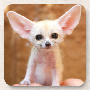 Cutest Baby Animals   Fennec Fox Coaster