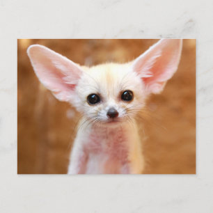 Cutest Baby Animals Fennec Fox Postcard