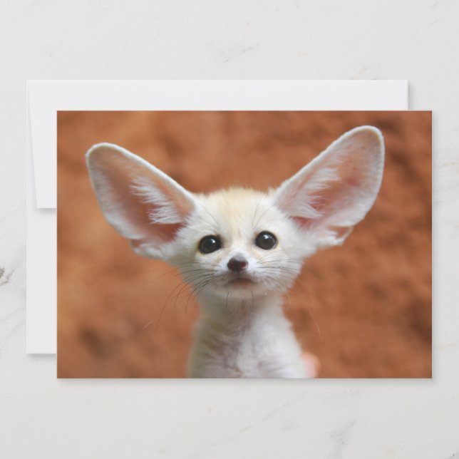 Cutest Baby Animals | Fennec Fox Pup Thank You Card (Front)
