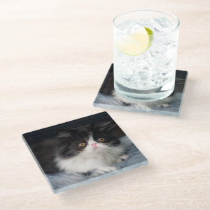 Cutest Baby Animals   Fluffy B&W Kitten Glass Coaster