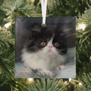 Cutest Baby Animals   Fluffy B&W Kitten Glass Ornament