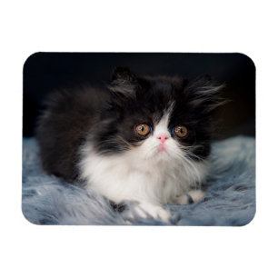 Cutest Baby Animals Fluffy B&W Kitten Magnet