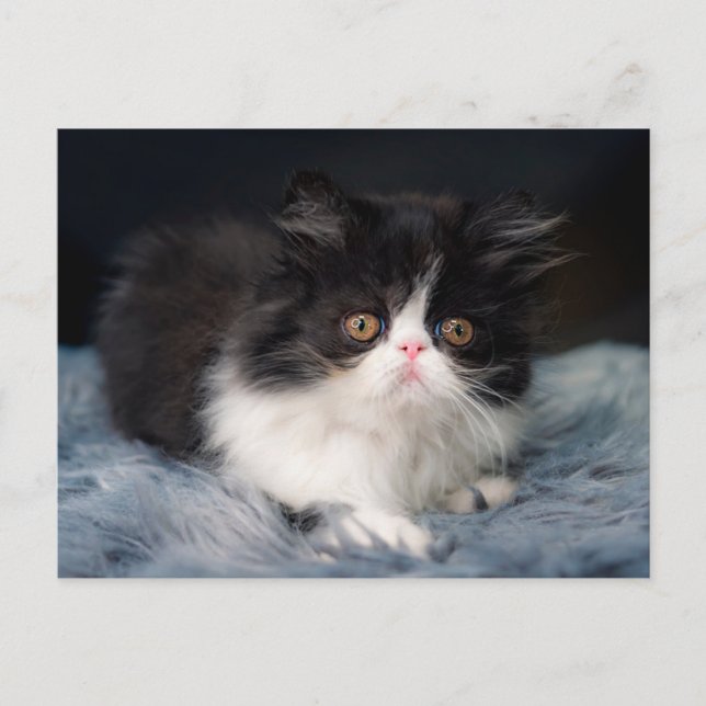 Cutest Baby Animals | Fluffy B&W Kitten Postcard (Front)