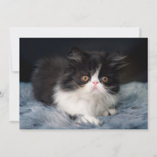 Cutest Baby Animals Fluffy B&W Kitten Thank You Card