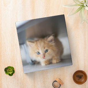 Cutest Baby Animals Fluffy Orange Kitten Binder