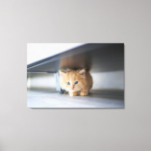 Cutest Baby Animals   Fluffy Orange Kitten Canvas Print