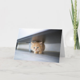Cutest Baby Animals Fluffy Orange Kitten Card