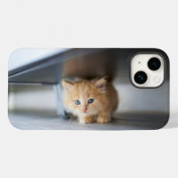 Cutest Baby Animals | Fluffy Orange Kitten