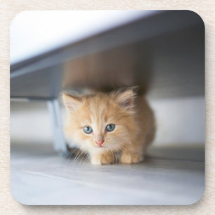 Cutest Baby Animals Fluffy Orange Kitten Coaster