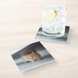 Cutest Baby Animals Fluffy Orange Kitten Glass Coaster